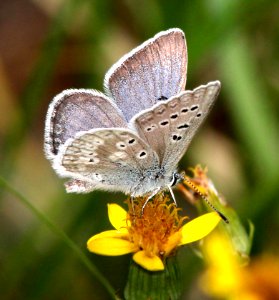 BLUE, ARCTIC (Plebejus glandon) (6-14-13) 8800ft, hannigan ck, 2 m north of hannigan lodge, greenlee co, az  (1)