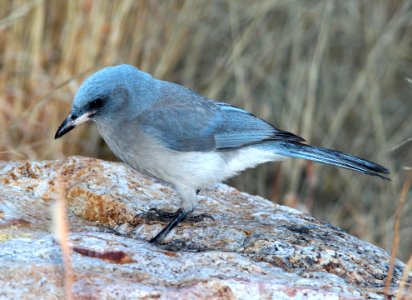 643 - MEXICAN JAY (1-10-10) az - (1)
