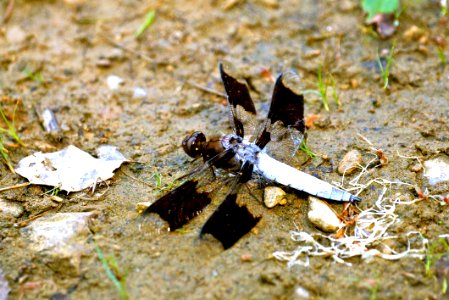 Long-tailed Skimmer - Plathemis lydia