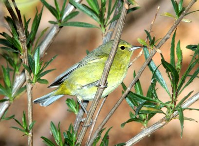 808 - ORANGE-CROWNED WARBLER (1-27-11) patagonia lake, scc, az - (2)