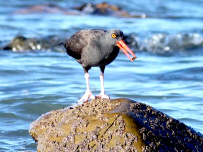 272 - BLACK OYSTERCATCHER (11-23-09) estero bluffs state park, slo co, ca (4)