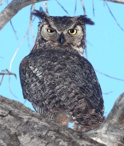 455 - GREAT-HORNED OWL (5-24-12) patagonia lake, scc, az -02