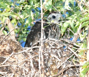 217 - COOPER'S HAWK (7-14-11) juv at nest, patagonia-sonoita creek preserve, scc, az (1)