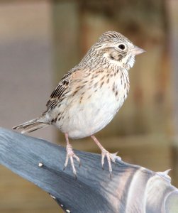 877 - VESPER SPARROW (3-21-11) 78 circulo montana, patagonia lake ranch estates, scc, az  (5)