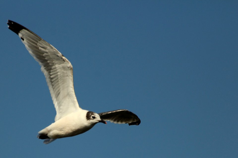 gaviota de franklin