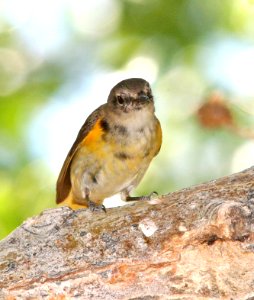 820 - AMERICAN REDSTART (5-31-09) male, first summer, silver saddle resort, galileo hill, kern co, ca  (5)