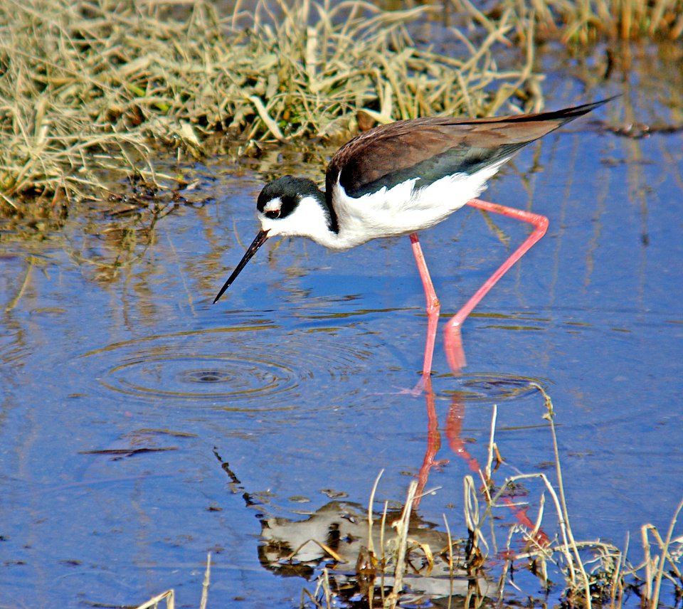 274 - BLACK-NECKED STILT (1-6-07) morro bay, slo co, ca (1)