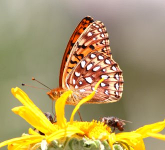 FRITILLARY, NORTHWESTERN (Speyeria hesperis) (6-14-13) 8800ft, hannigan ck, 2 m north of hannigan lodge, greenlee co, az