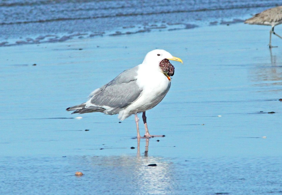 370 - GLAUCOUS-WINGED GULL (3-22-10) adult, morro bay, slo co, ca (2)