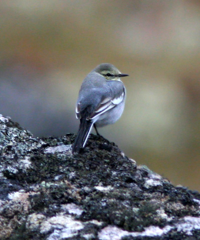 778 - WHITE WAGTAIL (9-1-08) gambell, ak - (3)