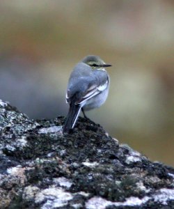 778 - WHITE WAGTAIL (9-1-08) gambell, ak - (3) photo