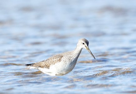 Yellowlegs