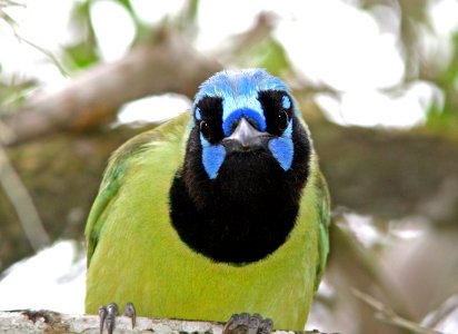 636 - GREEN JAY (2-20-08) anzalduas, tx  (2)