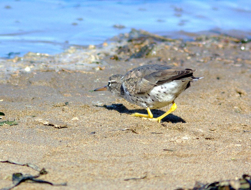 279 - SPOTTED SANDPIPER (3-25-09) slo co, ca (7)