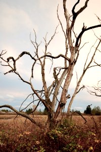 Old tree photo