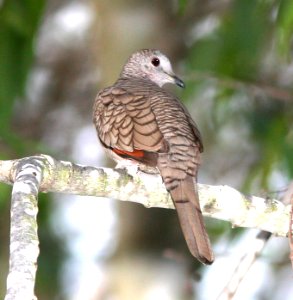 435 - INCA DOVE (1-12-09) bentsen rio grande st park, mission, tx
