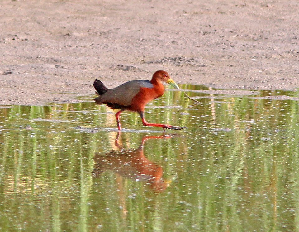 RUFOUS-NECKED WOOD-RAIL (7-8-13) bosque del apache n w r, nm  (3)