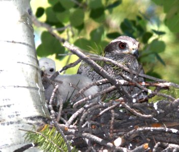 218 - NORTHERN GOSHAWK (6-9-13) singletree creek, boulder mt, wayne co, ut  (2)
