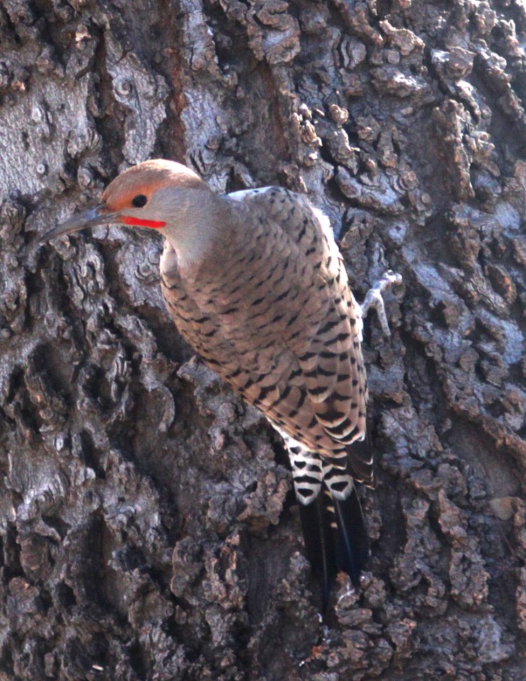 FLICKER, GILDED (1-21-13) kino springs, scc, az -01