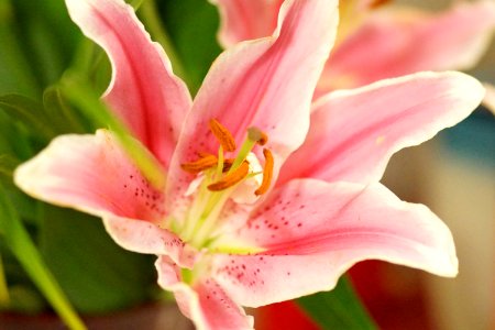 Pink Lily photo