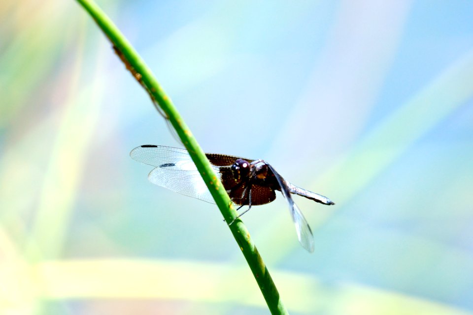 Widow Skimmer (Libellula luctuosa) Dragonfly on a reed