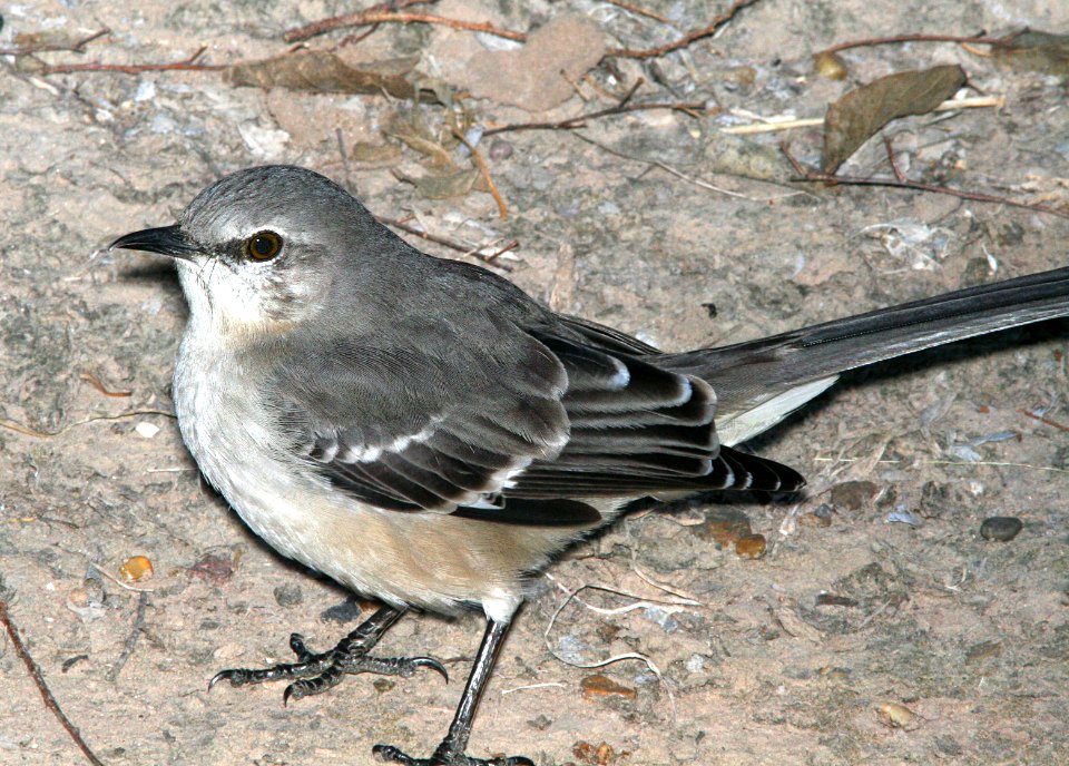 761 - NORTHERN MOCKINGBIRD florida