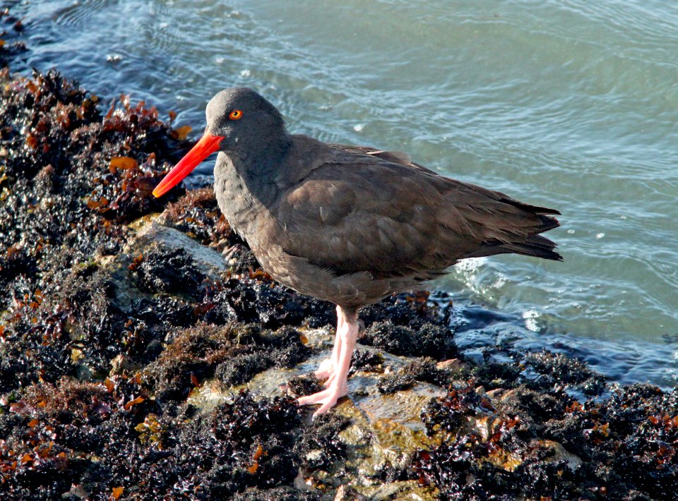 272 - BLACK OYSTERCATCHER (3-23-10) morro bay, slo co, ca  (1)