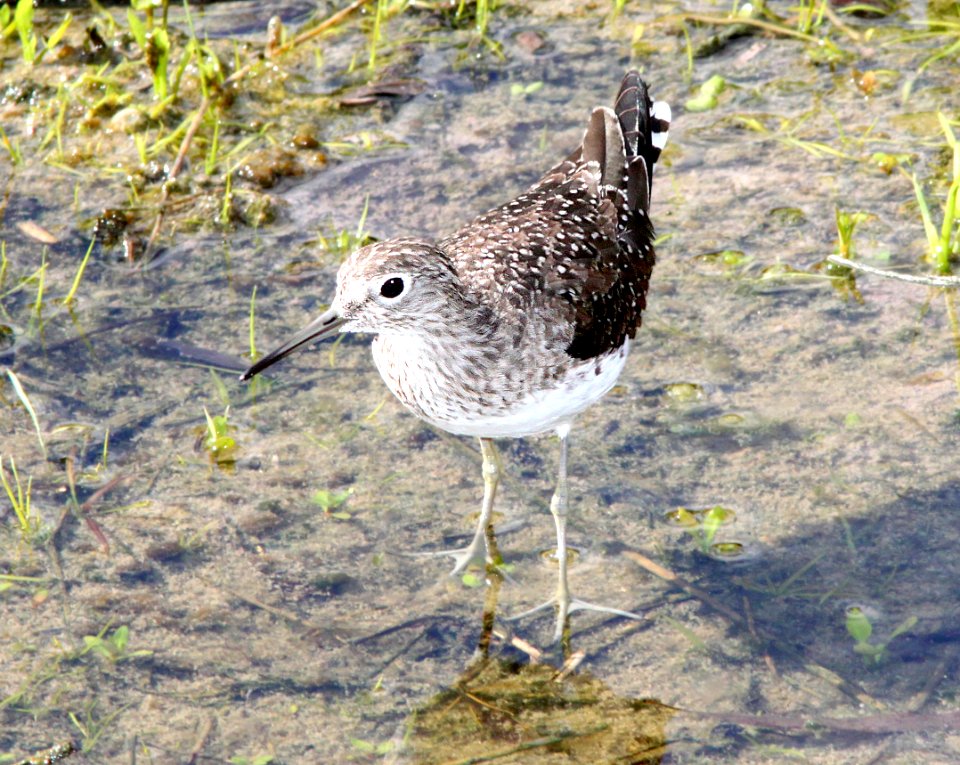 281 - SOLITARY SANDPIPER (3-5-12) sabal palm sanctuary, near brownsville, tx  (4)
