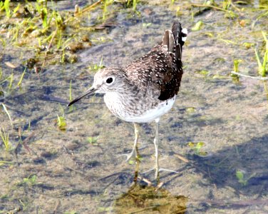 281 - SOLITARY SANDPIPER (3-5-12) sabal palm sanctuary, near brownsville, tx  (4)