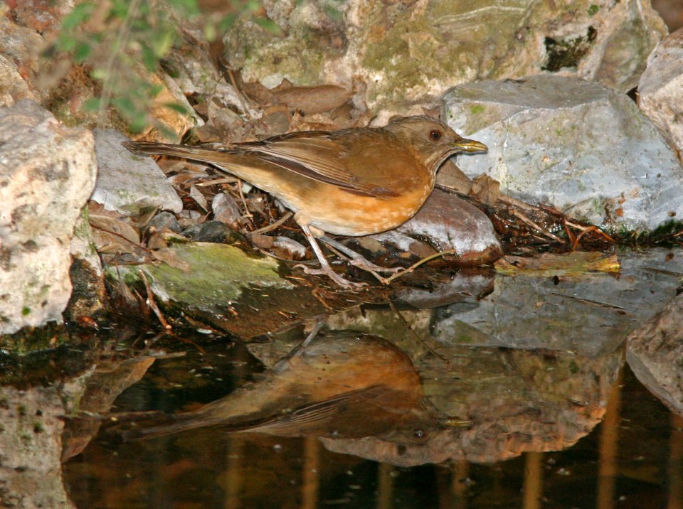 753 - CLAY-COLORED THRUSH (1-9-09) frontera aud, weslaco, tx  (1)