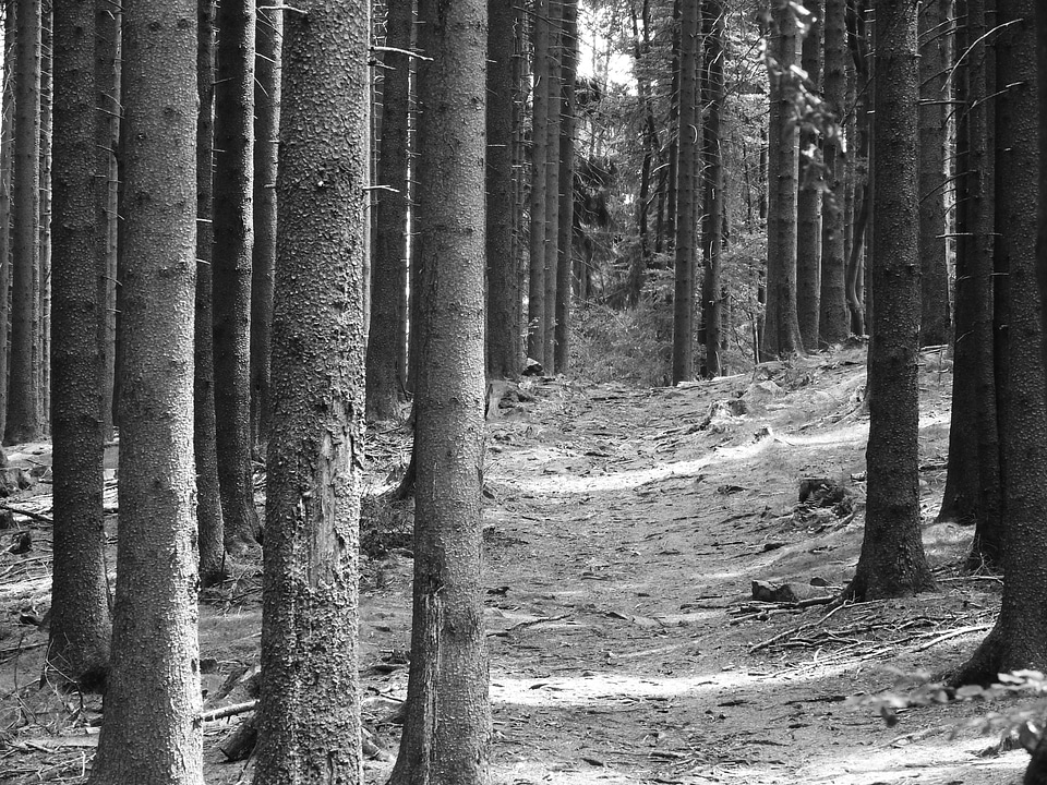Spruce forest road tribes