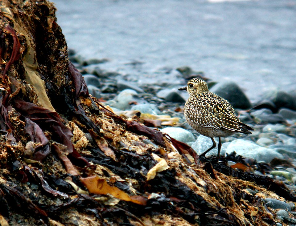 257 - PACIFIC GOLDEN PLOVER (9-06) ak (5)