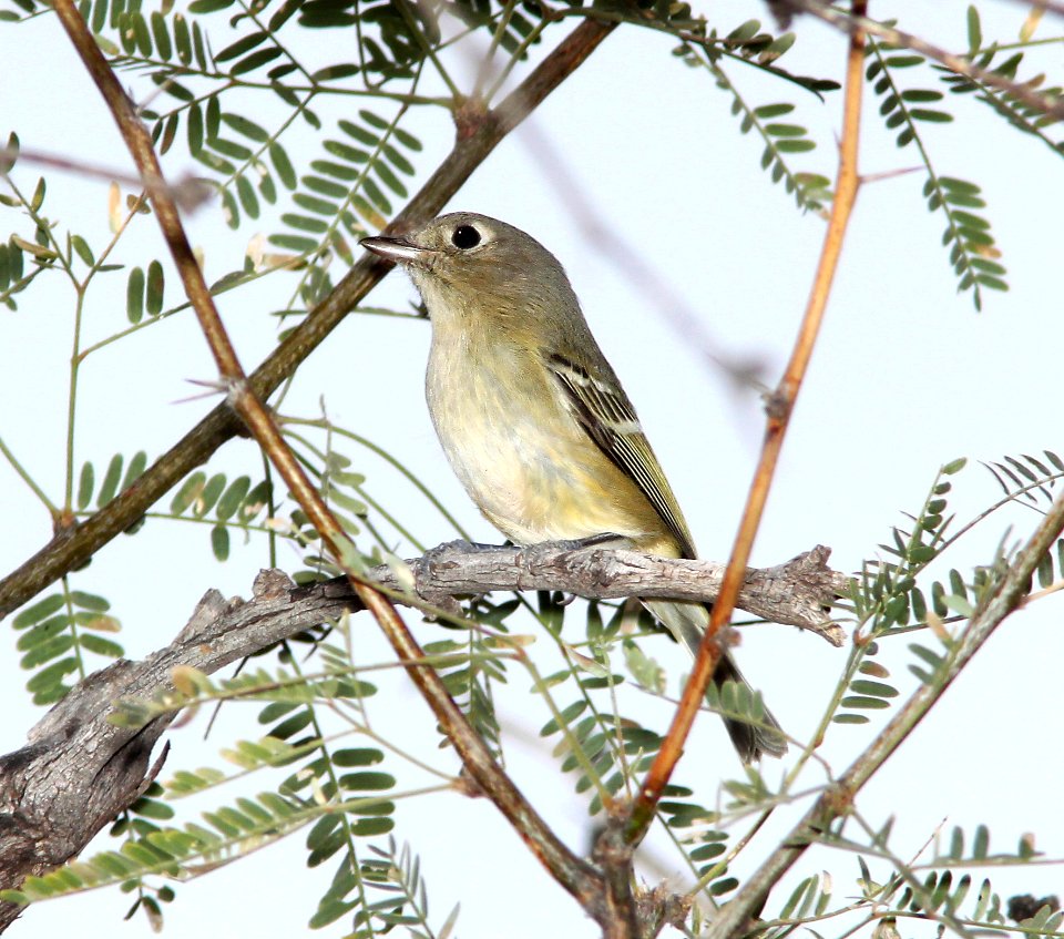 627 - HUTTON'S VIREO (12-3-10) west end, patagonia lake, scc, az - (2)