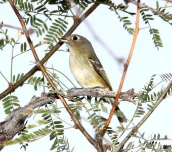 627 - HUTTON'S VIREO (12-3-10) west end, patagonia lake, scc, az - (2)