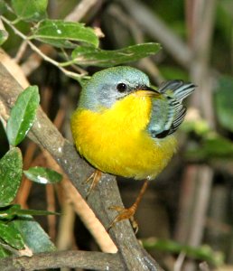 825 - TROPICAL PARULA (2-5-10) quinta mazatlan, mcallen, tx  (2)