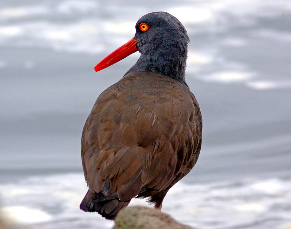 272 - BLACK OYSTERCATCHER (1-5-08) slo co, ca (1)
