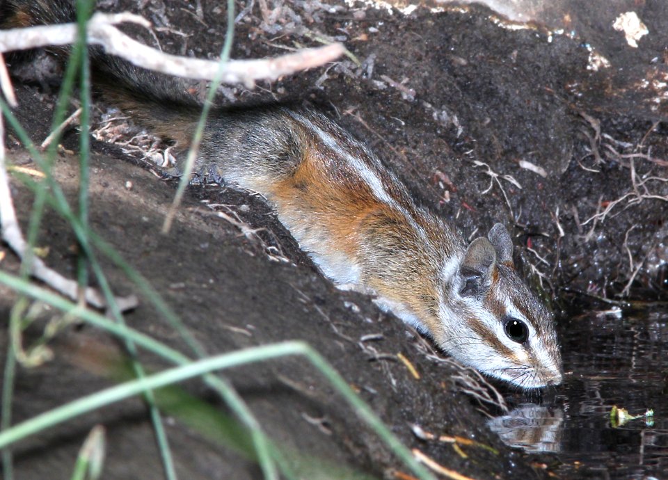 CHIPMUNK, MERRIAM'S (tamias merriami) ( (5-26-13) saucito ranch, carrizo plain nat mon, slo co, ca (1)