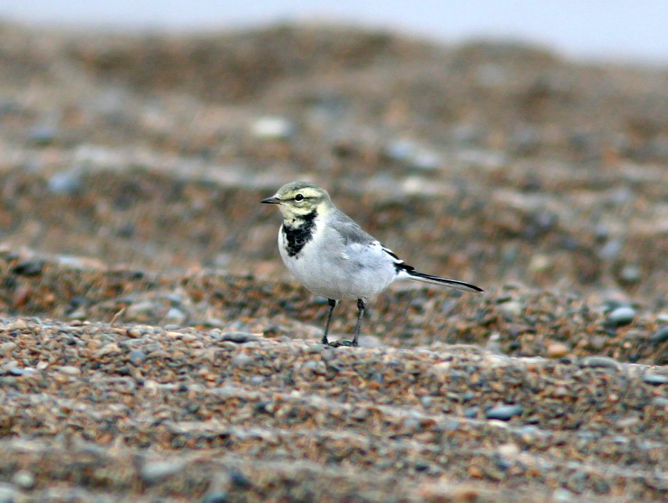 778 - WHITE WAGTAIL (9-7-08) gambell, ak - (5)