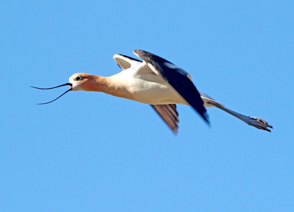 275 -  AMERICAN AVOCET (5-1-10) adult alarmed over chicks, carrizo plain nat mon , slo co, ca  (7)