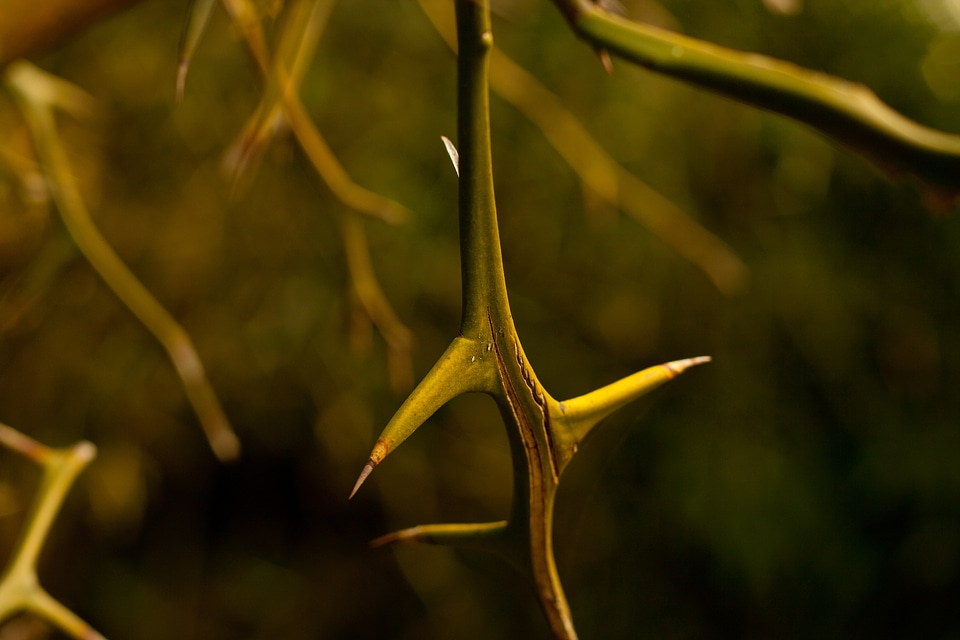 Nature spines prickly