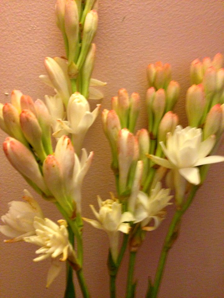 Tuberose Flowers Scent
