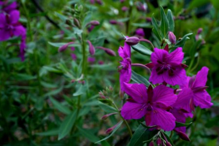 Wildflower photo