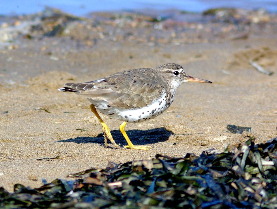 279 - SPOTTED SANDPIPER (3-25-09) slo co, ca (5)