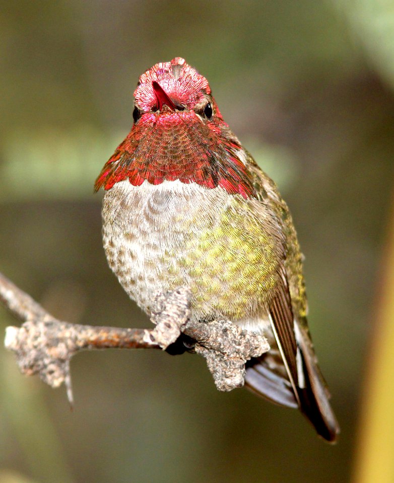 500 - ANNA'S HUMMINGBIRD (12-15-12) patagonia lake, scc, az -01