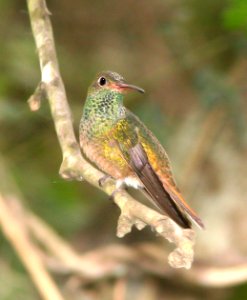 509 - BUFF-BELLIED HUMMINGBIRD (1-10-09) weslaco, tx  (2)