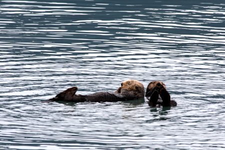 Sea otter