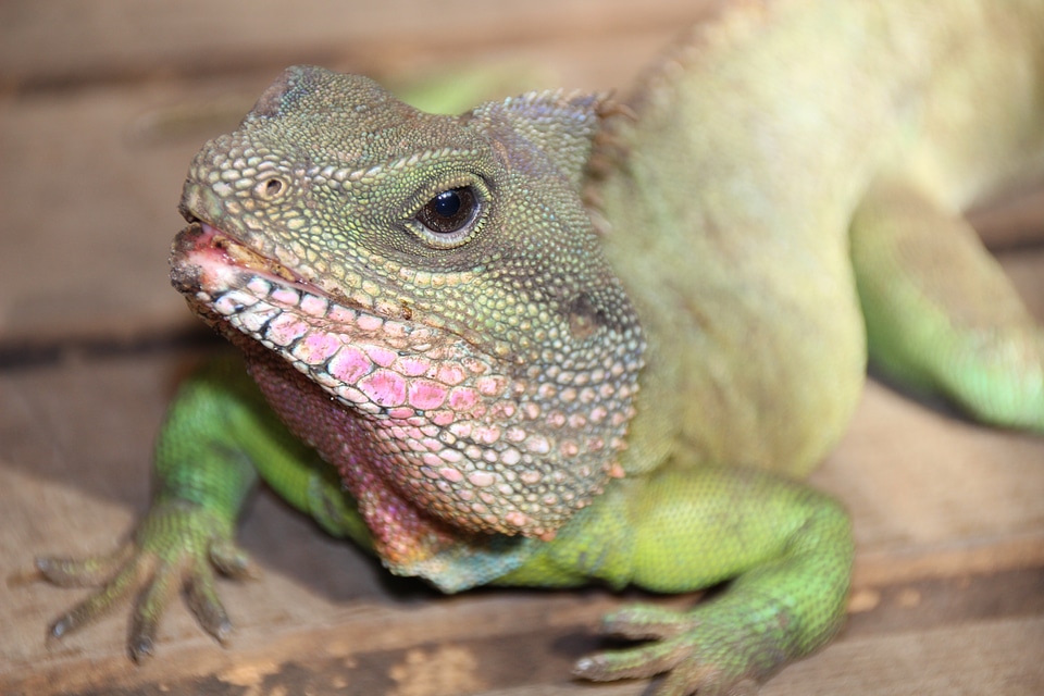 Lizard animal reptile