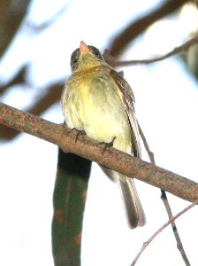 583 - PACIFIC-SLOPE FLYCATCHER (5-9-09) san simeon, slo co, ca