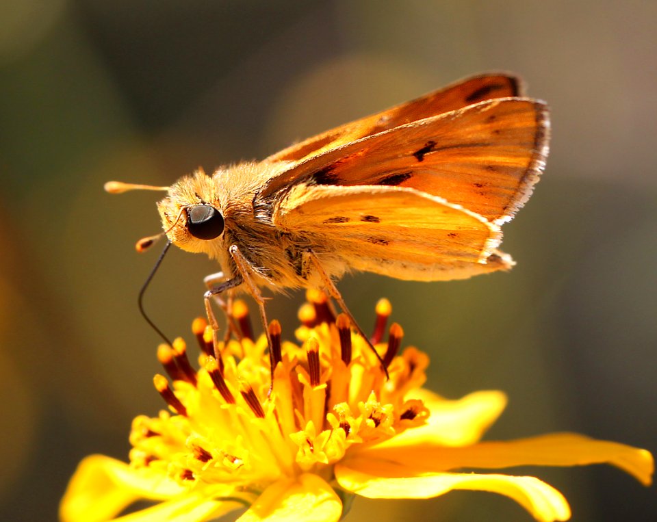 SKIPPER, FIERY (Hylephila phyleus) (10-5-12) alamo side canyon and ruby road, scc, az -01