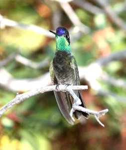 RIVOLI'S HUMMINGBIRD (7-29-09) miller cyn, az  (1)